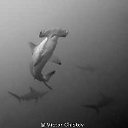 Rendez-vous.
Malpelo (Colombia)
Nikon D700, Nikkor 16-3... by Victor Chistov 